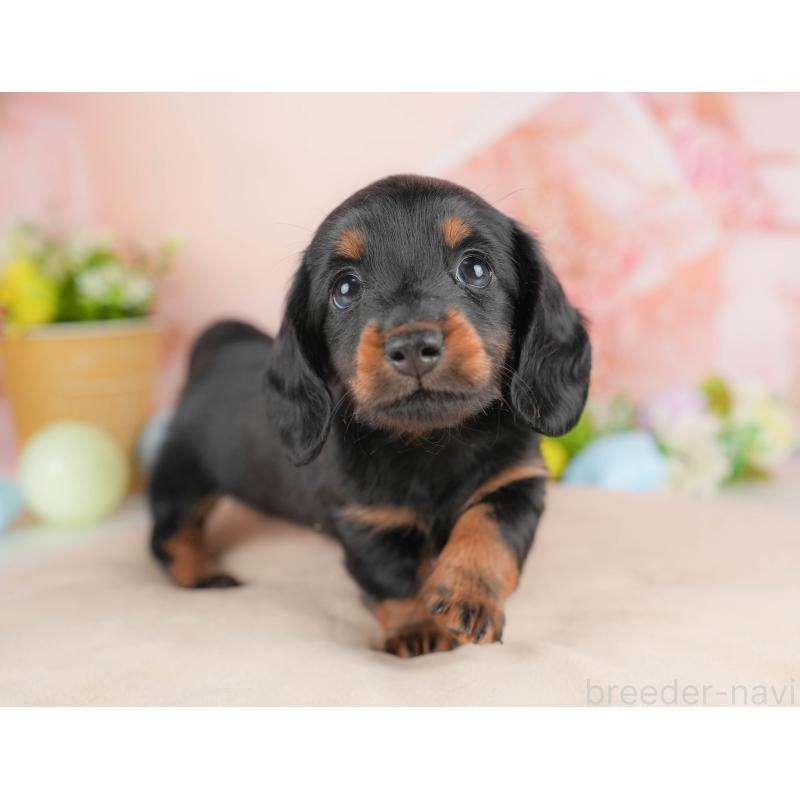 販売中の群馬県のミニチュアダックスフンド(ロングヘアード)-433180の4枚目