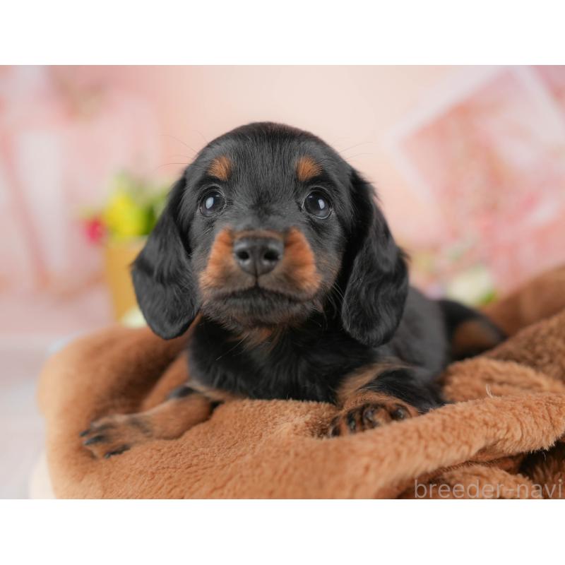 販売中の群馬県のミニチュアダックスフンド(ロングヘアード)-433180の3枚目