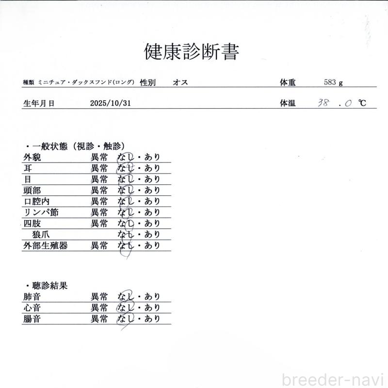 販売中の群馬県のミニチュアダックスフンド(ロングヘアード)-433178の9枚目