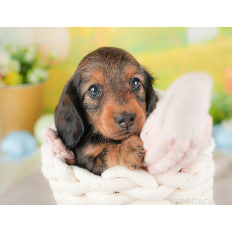 販売中の群馬県のミニチュアダックスフンド(ロングヘアード)-433178の8枚目