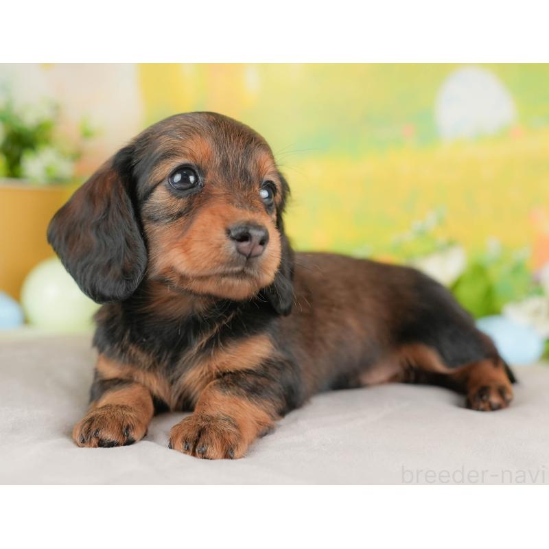 販売中の群馬県のミニチュアダックスフンド(ロングヘアード)-433178の6枚目