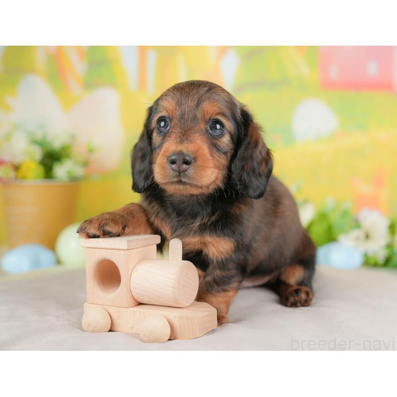 販売中の群馬県のミニチュアダックスフンド(ロングヘアード)-433178の5枚目