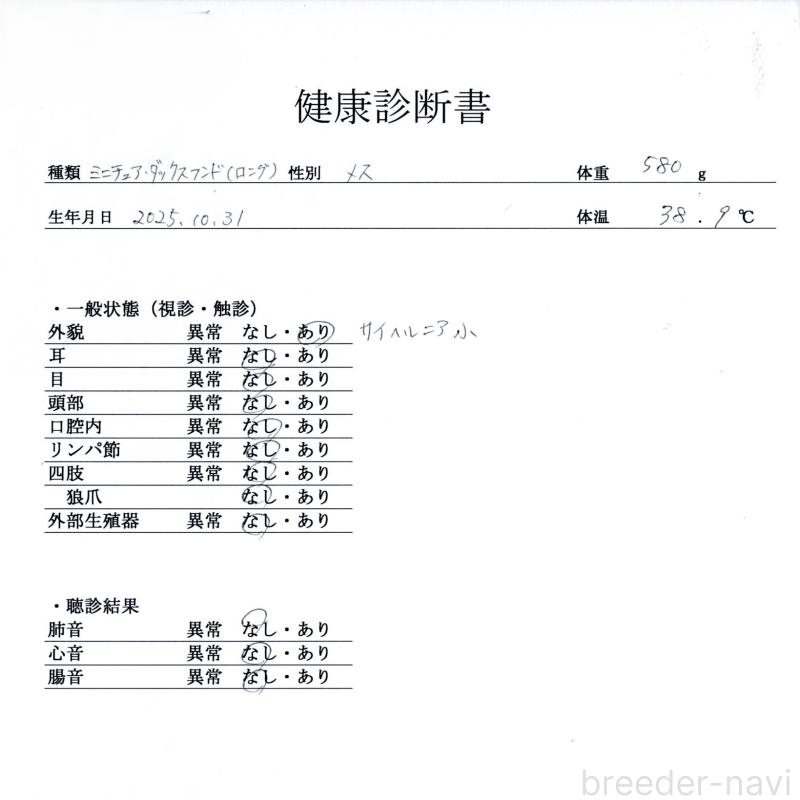 販売中の群馬県のミニチュアダックスフンド(ロングヘアード)-433177の9枚目