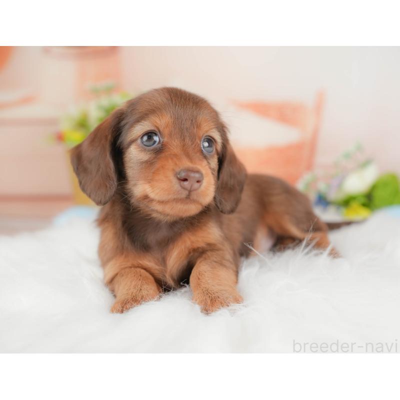 販売中の群馬県のミニチュアダックスフンド(ロングヘアード)-433177の8枚目