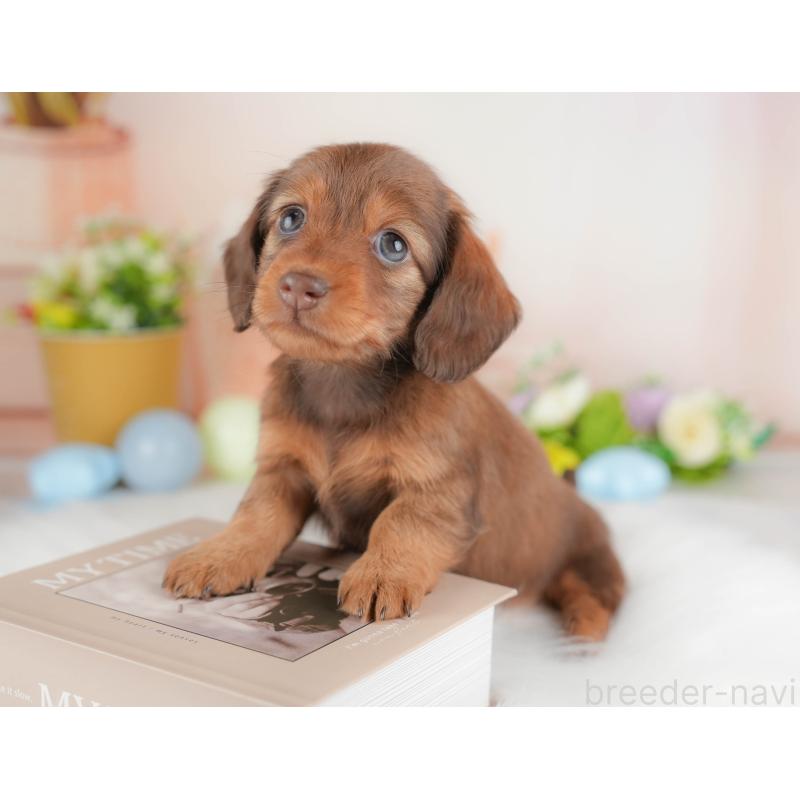 販売中の群馬県のミニチュアダックスフンド(ロングヘアード)-433177の6枚目