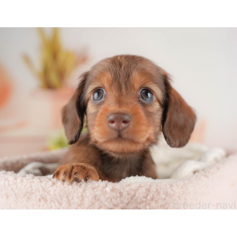 販売中の群馬県のミニチュアダックスフンド(ロングヘアード)-433177の4枚目