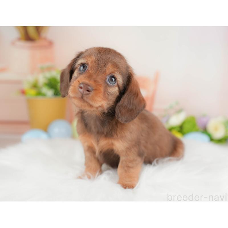 販売中の群馬県のミニチュアダックスフンド(ロングヘアード)-433177の3枚目