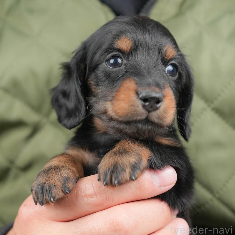 販売中の群馬県のミニチュアダックスフンド(ロングヘアード)-433176