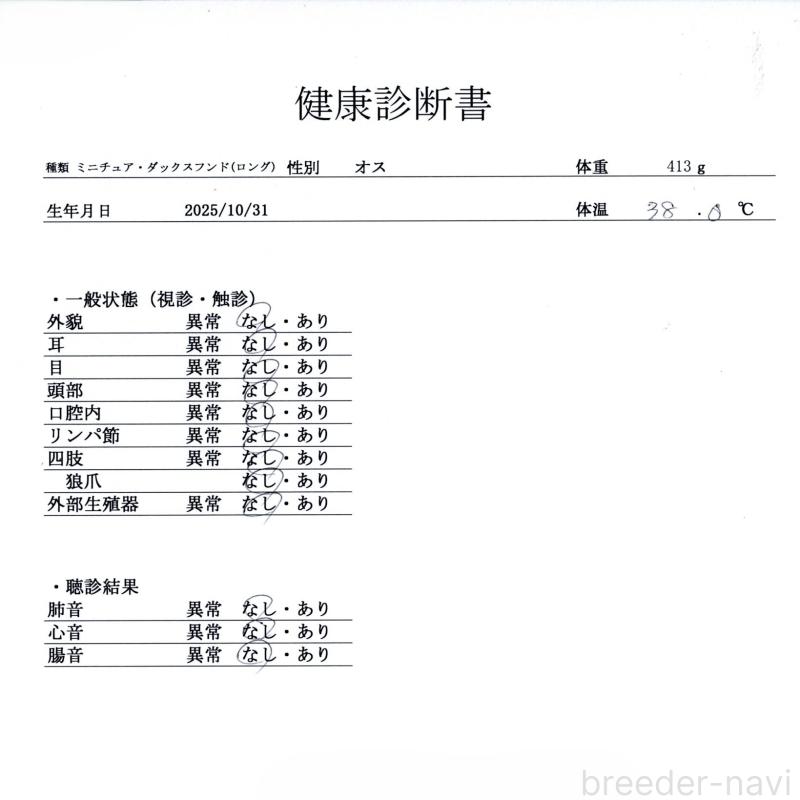 販売中の群馬県のミニチュアダックスフンド(ロングヘアード)-433176の9枚目