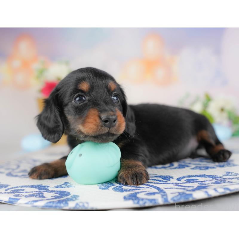 販売中の群馬県のミニチュアダックスフンド(ロングヘアード)-433176の8枚目