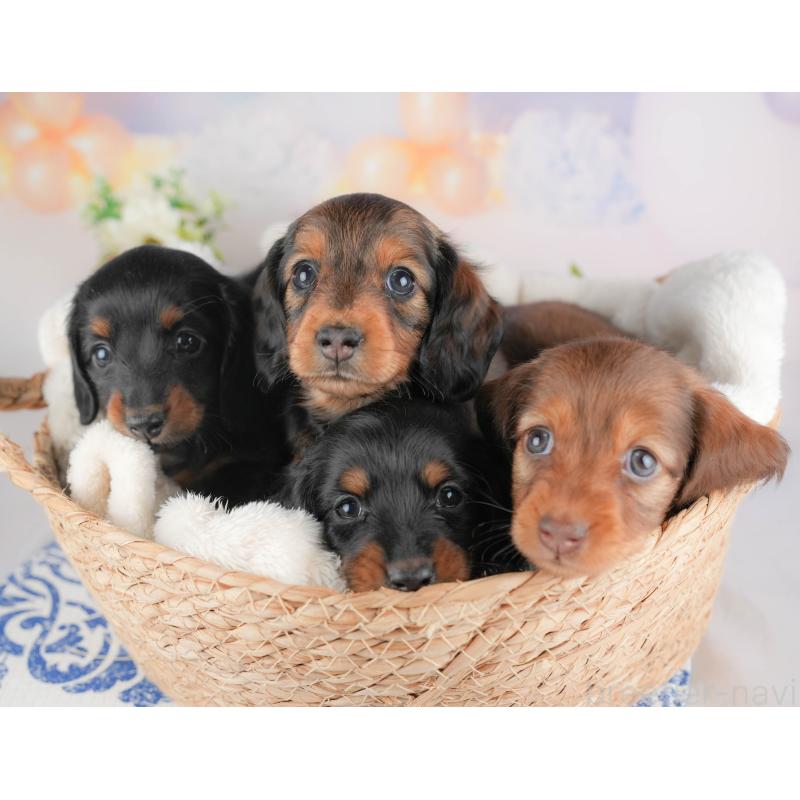 販売中の群馬県のミニチュアダックスフンド(ロングヘアード)-433176の7枚目