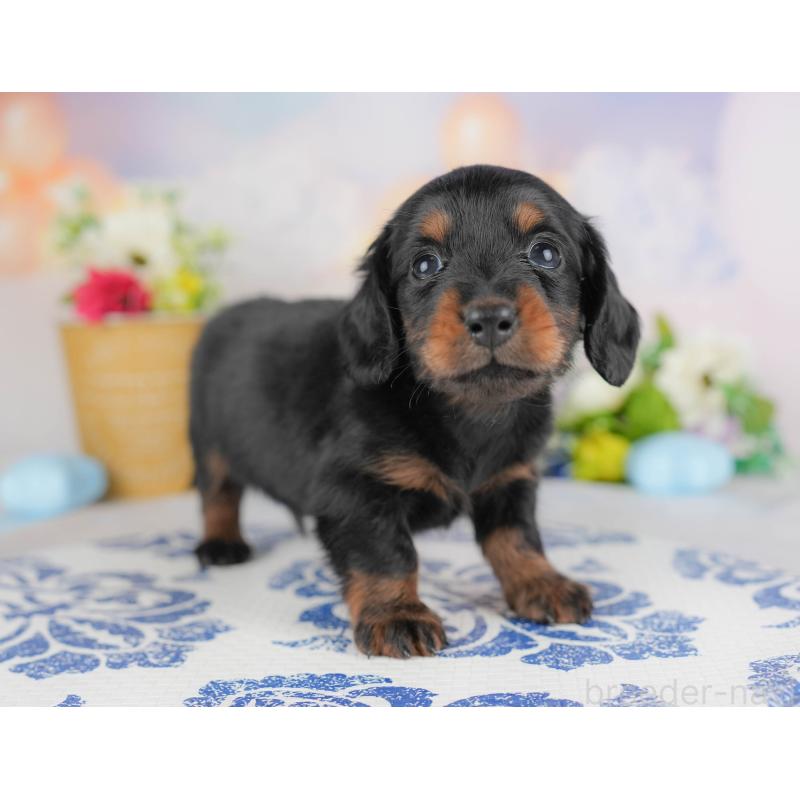 販売中の群馬県のミニチュアダックスフンド(ロングヘアード)-433176の5枚目