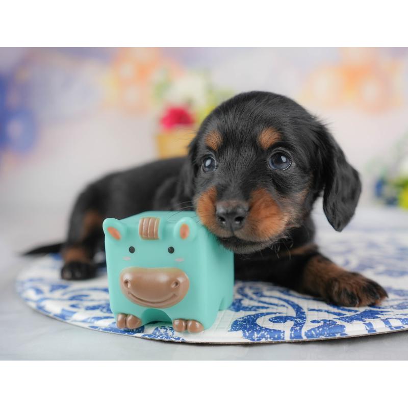 販売中の群馬県のミニチュアダックスフンド(ロングヘアード)-433176の4枚目