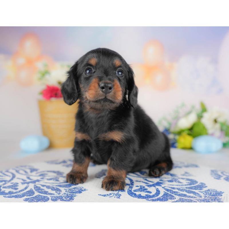 販売中の群馬県のミニチュアダックスフンド(ロングヘアード)-433176の3枚目