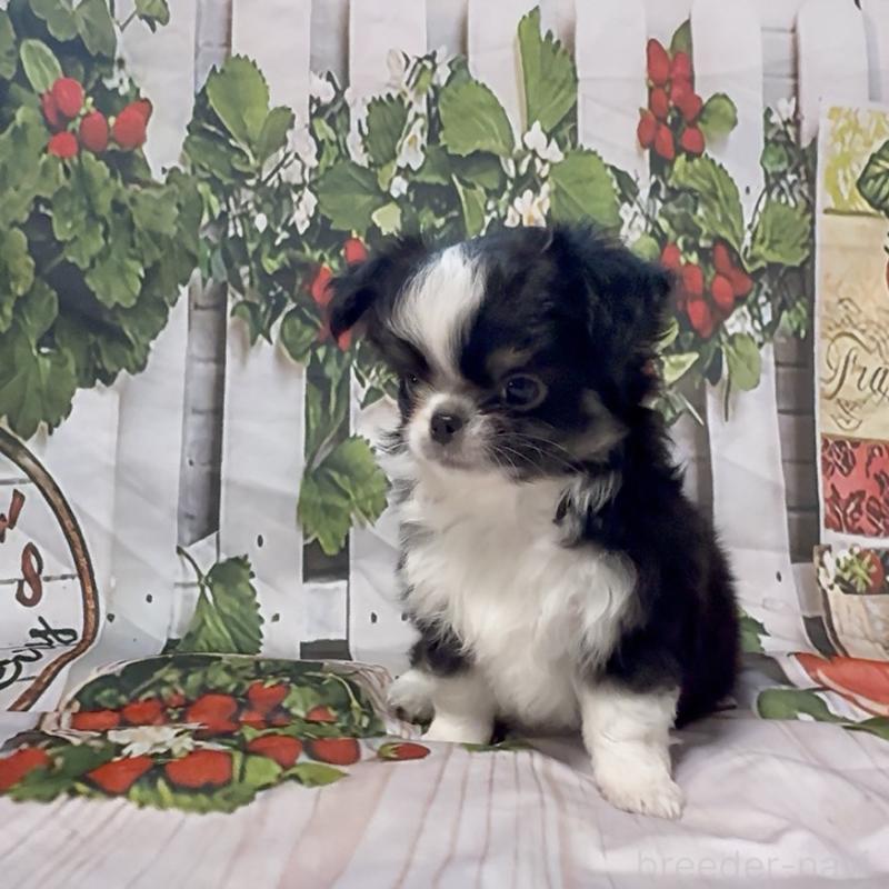 販売中の神奈川県のチワワ(ロングコート)-432948の1枚目