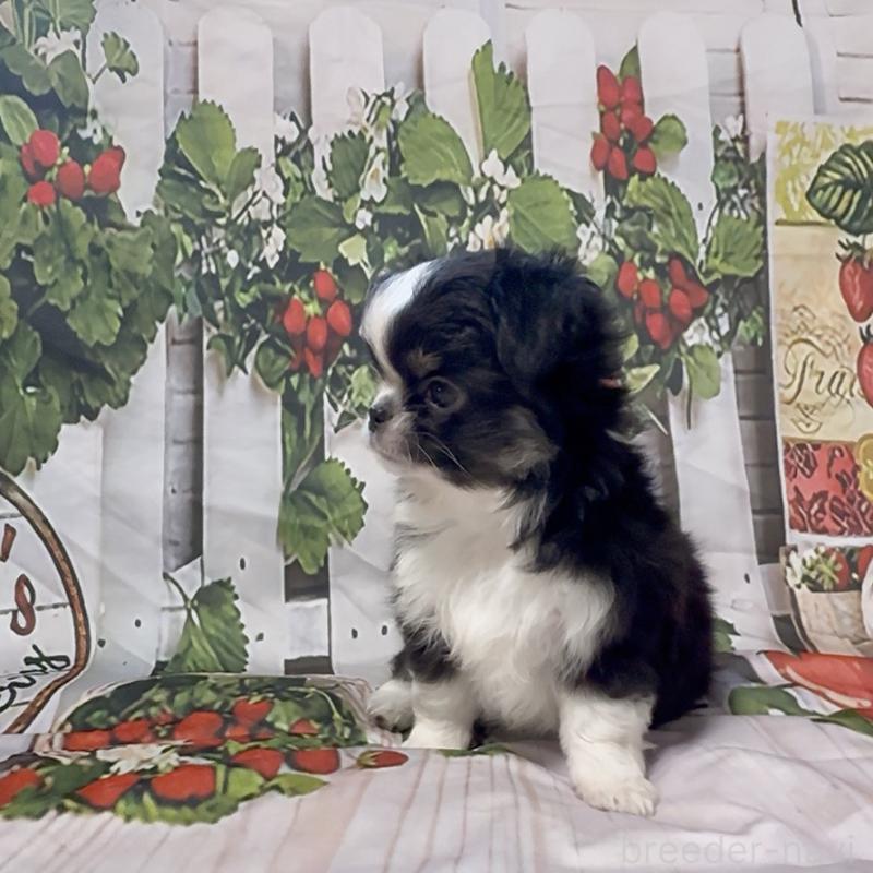 販売中の神奈川県のチワワ(ロングコート)-432948の8枚目