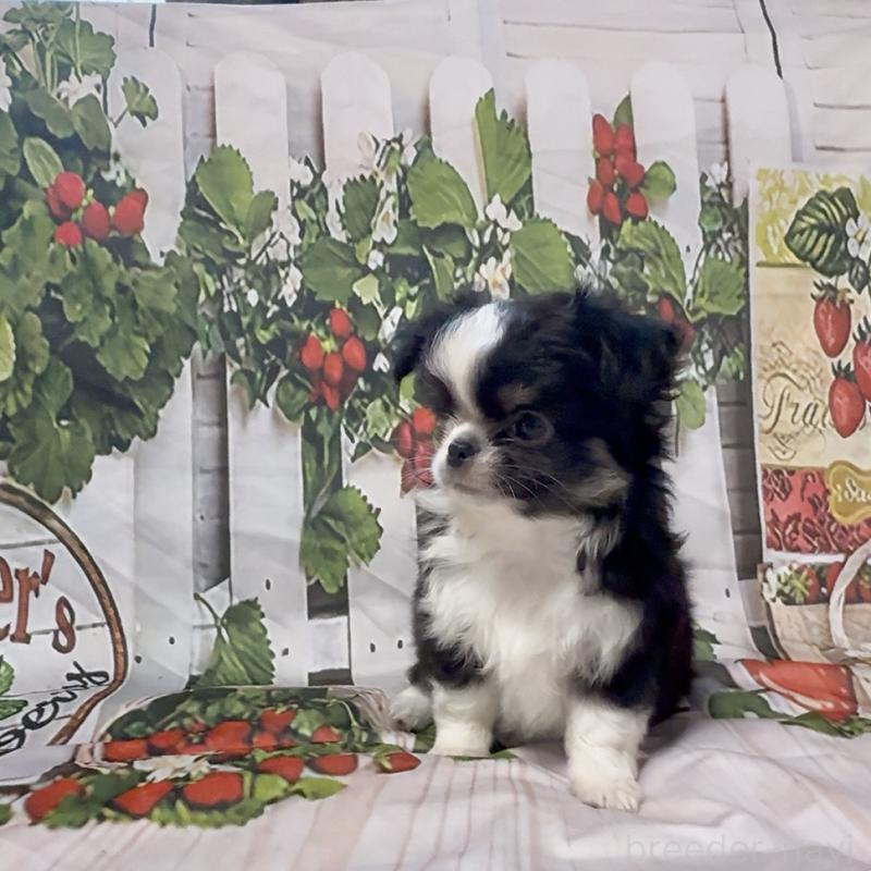 販売中の神奈川県のチワワ(ロングコート)-432948の5枚目