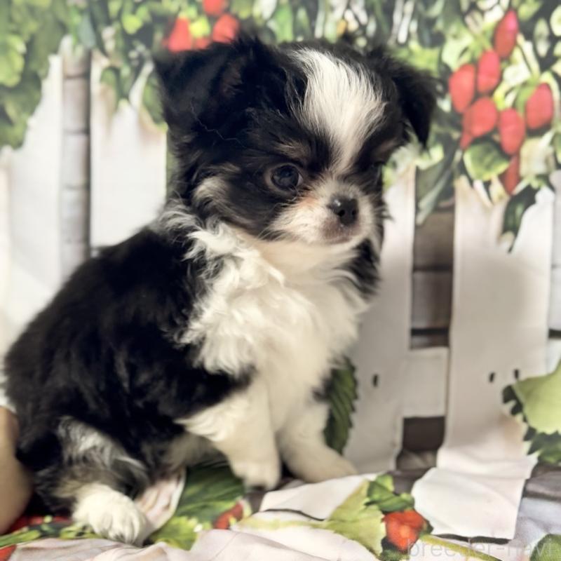 販売中の神奈川県のチワワ(ロングコート)-432948の4枚目