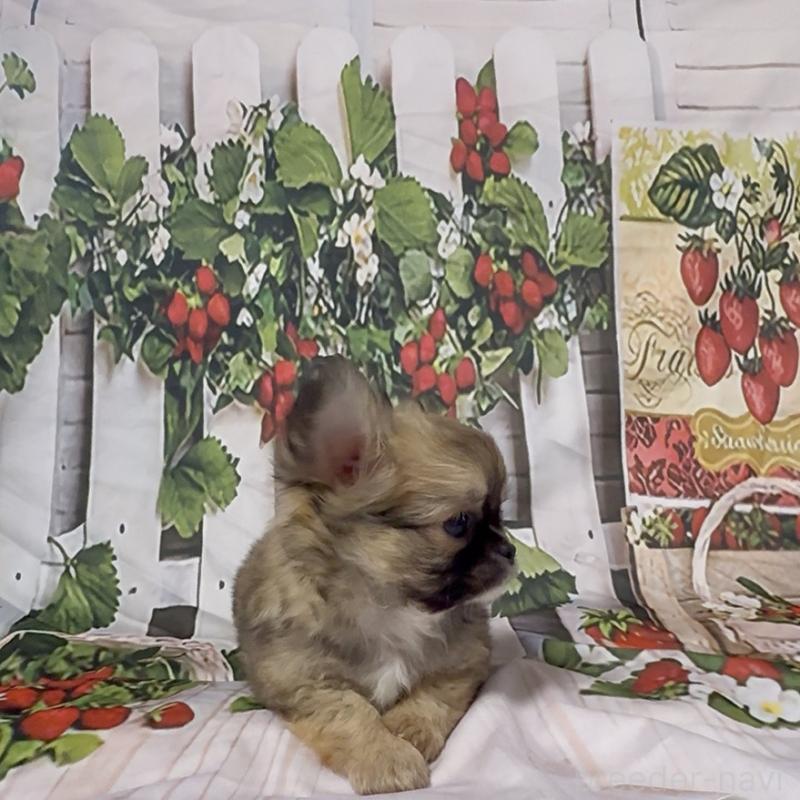 販売中の神奈川県のチワワ(ロングコート)-432949の8枚目