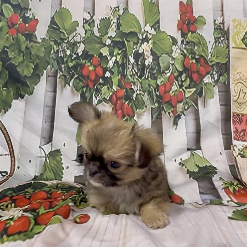 販売中の神奈川県のチワワ(ロングコート)-432949の7枚目