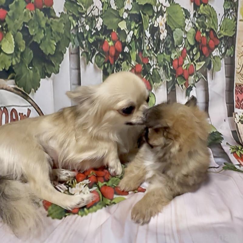 販売中の神奈川県のチワワ(ロングコート)-432949の6枚目