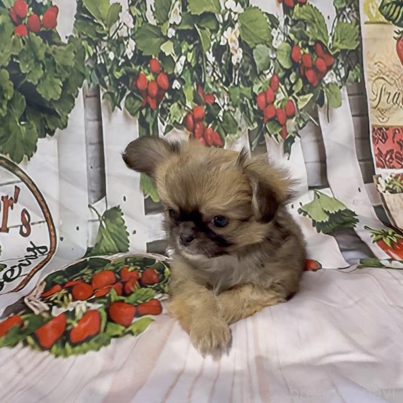 販売中の神奈川県のチワワ(ロングコート)-432949の5枚目