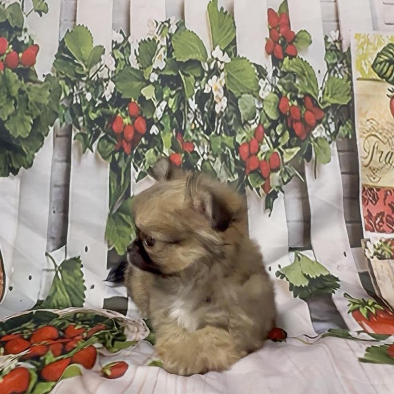 販売中の神奈川県のチワワ(ロングコート)-432949の4枚目