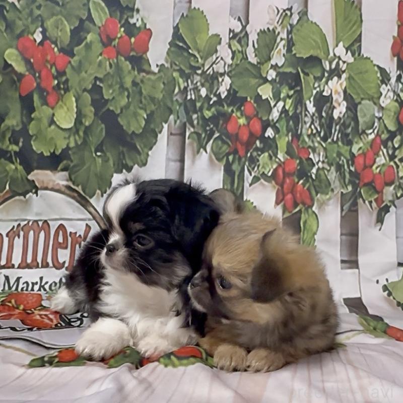 販売中の神奈川県のチワワ(ロングコート)-432949の3枚目