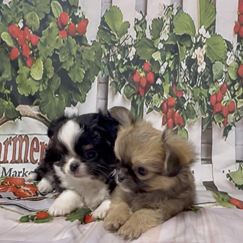 販売中の神奈川県のチワワ(ロングコート)-432949の2枚目