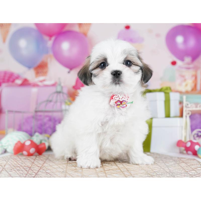 販売中の東京都のマルシーズー:マルチーズ×シーズー-435709の10枚目