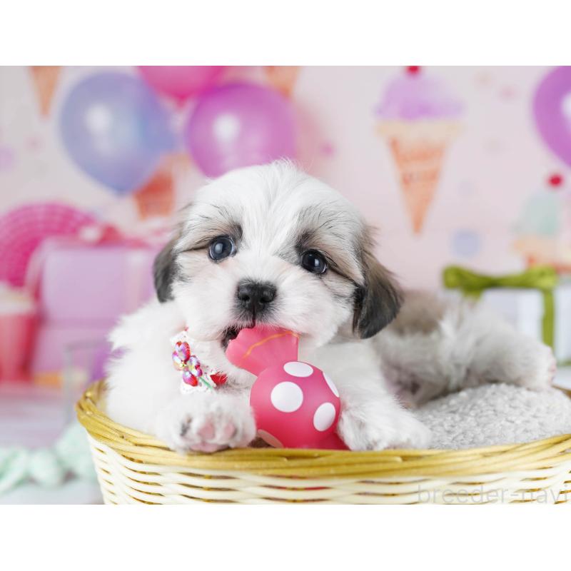 販売中の東京都のマルシーズー:マルチーズ×シーズー-435709の9枚目