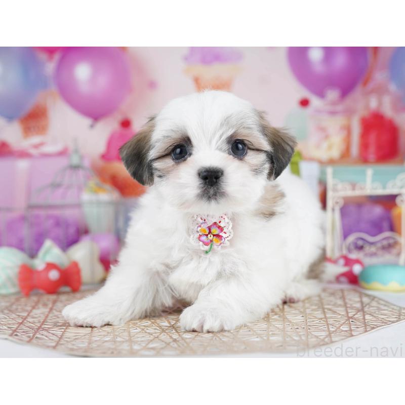 販売中の東京都のマルシーズー:マルチーズ×シーズー-435709の8枚目