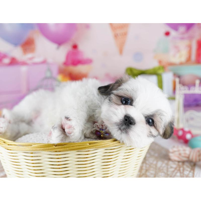 販売中の東京都のマルシーズー:マルチーズ×シーズー-435709の7枚目