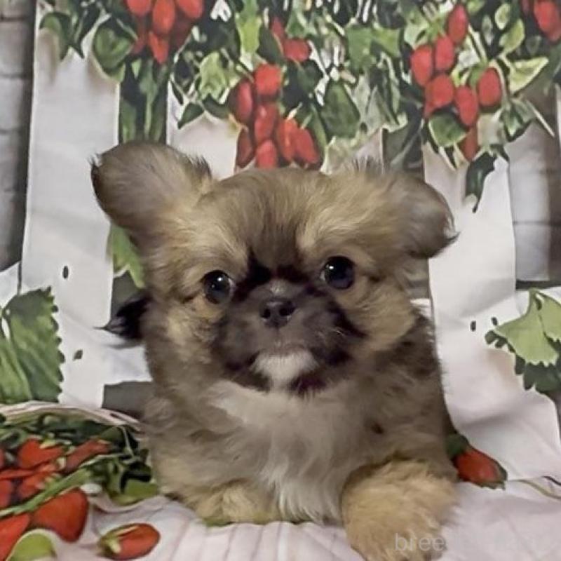 販売中の神奈川県のチワワ(ロングコート)-432949