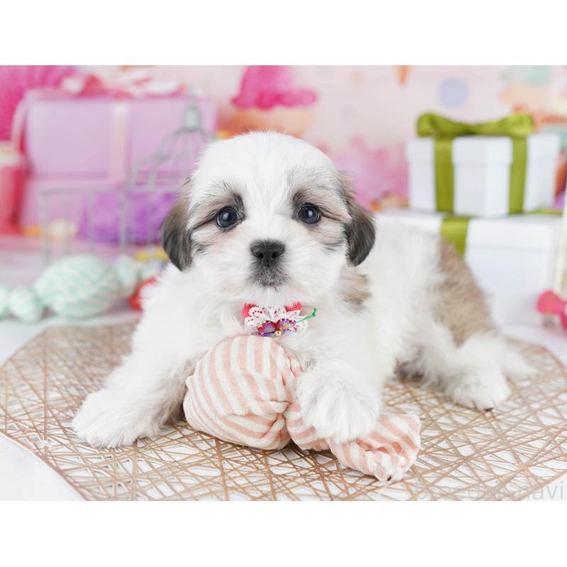 販売中の東京都のマルシーズー:マルチーズ×シーズー-435709の6枚目