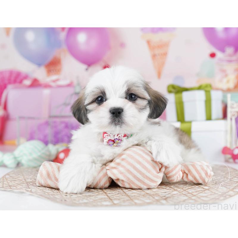 販売中の東京都のマルシーズー:マルチーズ×シーズー-435709の5枚目