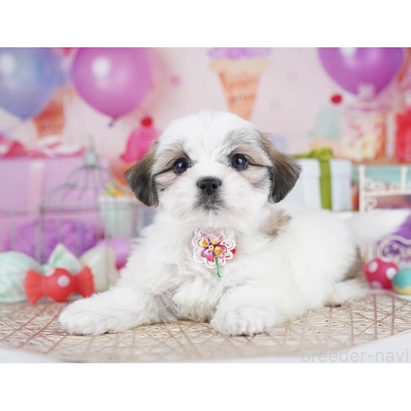 販売中の東京都のマルシーズー:マルチーズ×シーズー-435709の3枚目