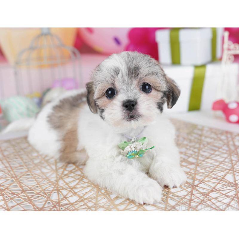 販売中の東京都のマルシーズー:マルチーズ×シーズー-435707の12枚目