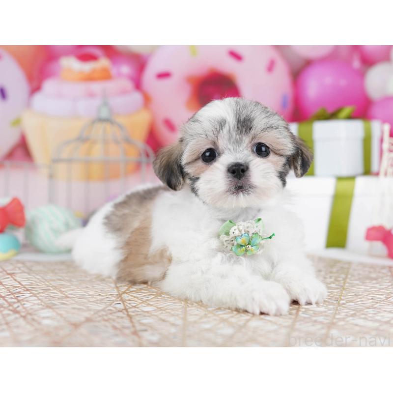 販売中の東京都のマルシーズー:マルチーズ×シーズー-435707の11枚目