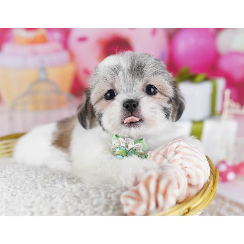 販売中の東京都のマルシーズー:マルチーズ×シーズー-435707の10枚目