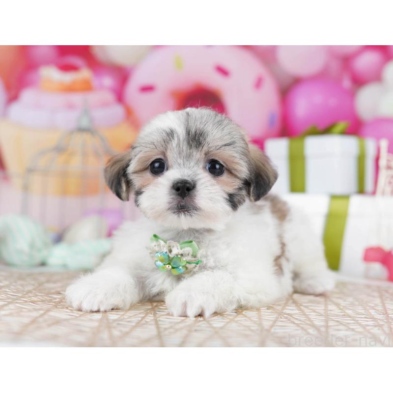 販売中の東京都のマルシーズー:マルチーズ×シーズー-435707の9枚目