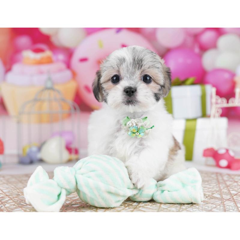 販売中の東京都のマルシーズー:マルチーズ×シーズー-435707の8枚目