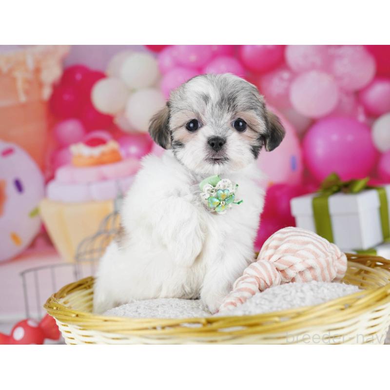 販売中の東京都のマルシーズー:マルチーズ×シーズー-435707の7枚目