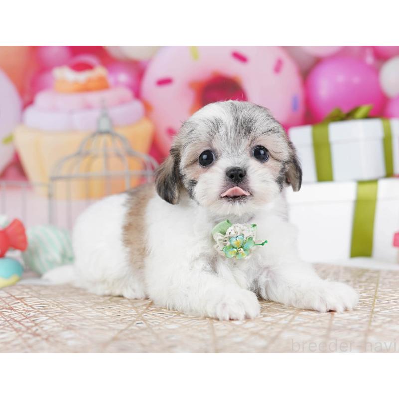 販売中の東京都のマルシーズー:マルチーズ×シーズー-435707の6枚目