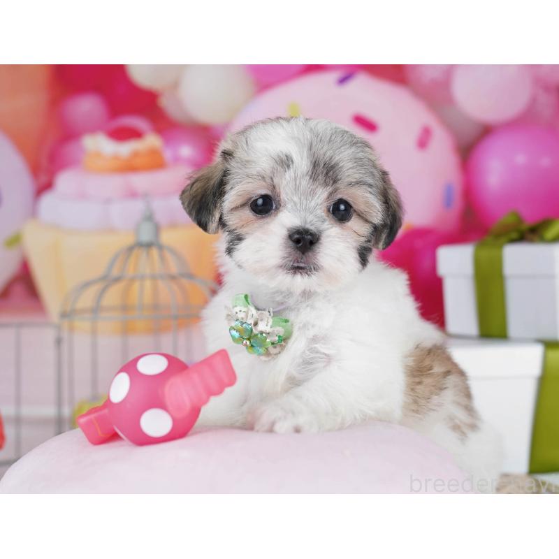 販売中の東京都のマルシーズー:マルチーズ×シーズー-435707の5枚目