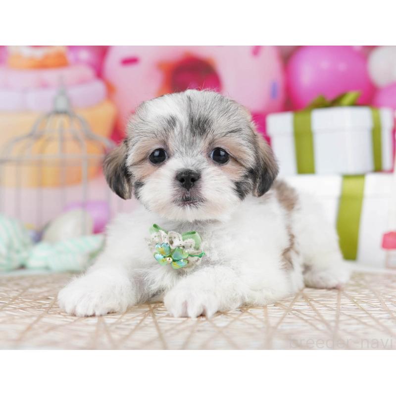 販売中の東京都のマルシーズー:マルチーズ×シーズー-435707の4枚目