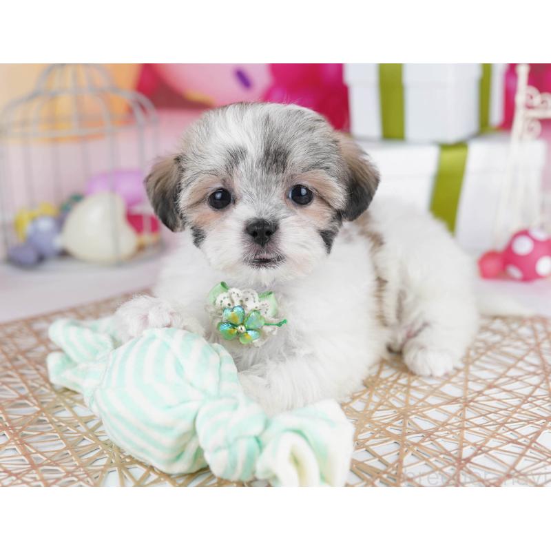 販売中の東京都のマルシーズー:マルチーズ×シーズー-435707の3枚目