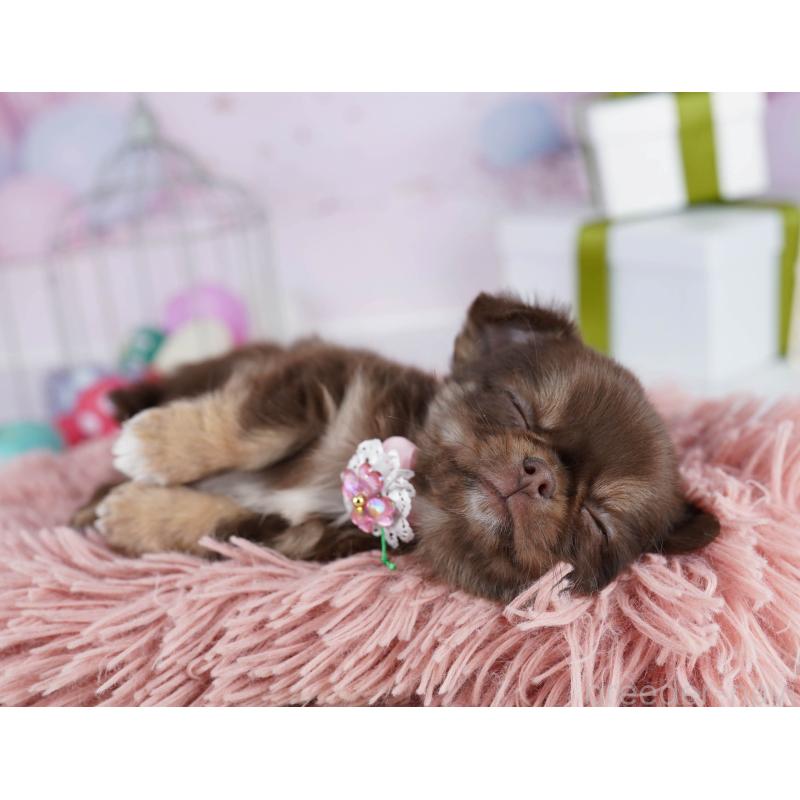 販売中の東京都のチワワ(ロングコート)-435706の9枚目