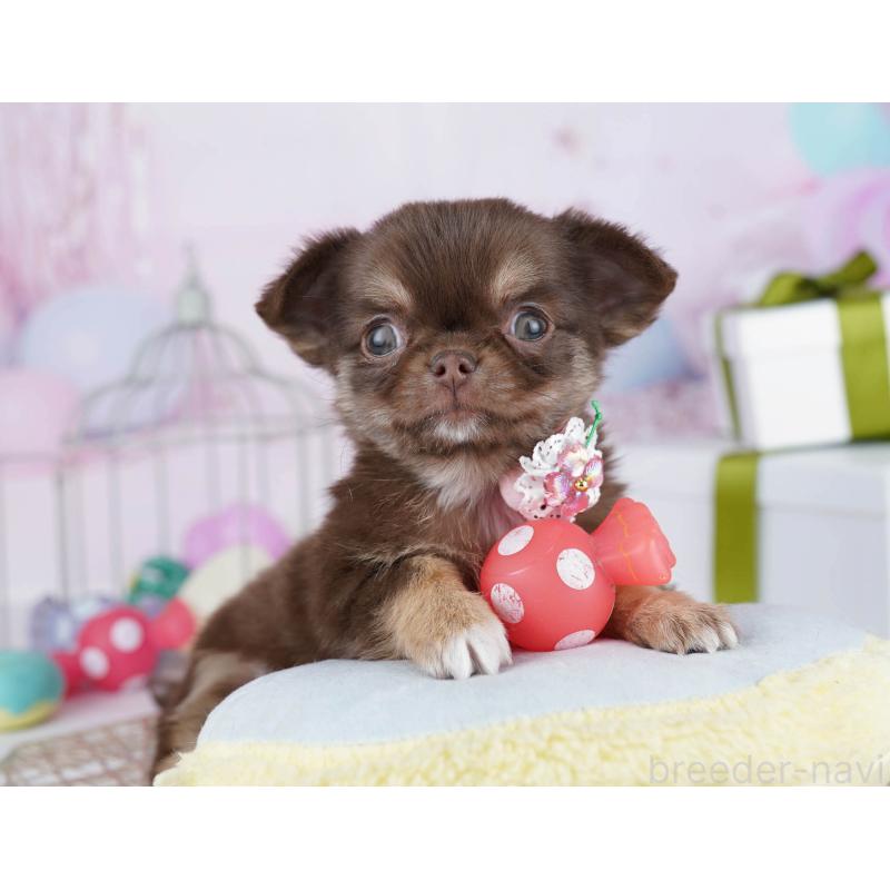 販売中の東京都のチワワ(ロングコート)-435706の7枚目