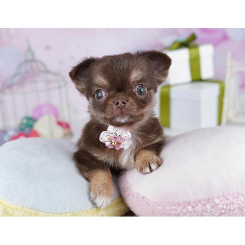 販売中の東京都のチワワ(ロングコート)-435706の5枚目